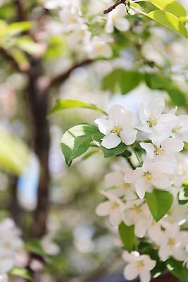 포토 JPG 주간 꽃 자연 꽃나무 풍경 사람없음 야외 아웃포커스 맑음 봄 나뭇가지 사과꽃 판교 국내포토 자연요소 나무 식물 계절 날씨 촬영기법 생태계 분당 파일형식