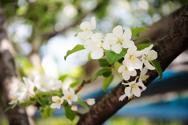 포토 JPG 주간 꽃 자연 꽃나무 풍경 사람없음 야외 아웃포커스 맑음 봄 나뭇가지 사과꽃 판교 국내포토 자연요소 나무 식물 계절 날씨 촬영기법 생태계 분당 파일형식