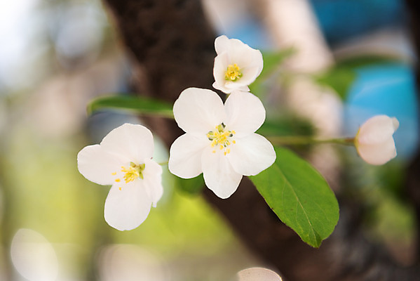 포토 JPG 주간 꽃 자연 꽃나무 풍경 사람없음 야외 아웃포커스 맑음 봄 나뭇가지 사과꽃 판교 국내포토 자연요소 나무 식물 계절 날씨 촬영기법 생태계 분당 파일형식
