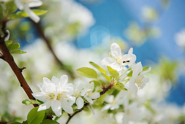 포토 JPG 주간 꽃 자연 하늘 꽃나무 풍경 사람없음 야외 아웃포커스 맑음 봄 나뭇가지 사과꽃 판교 국내포토 자연요소 나무 식물 계절 날씨 촬영기법 생태계 분당 파일형식