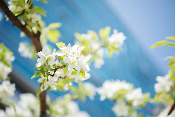포토 JPG 주간 꽃 자연 하늘 꽃나무 풍경 사람없음 야외 아웃포커스 맑음 봄 나뭇가지 사과꽃 판교 국내포토 자연요소 나무 식물 계절 날씨 촬영기법 생태계 분당 파일형식