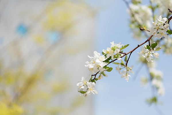 포토 JPG 주간 꽃 자연 하늘 꽃나무 풍경 사람없음 야외 아웃포커스 맑음 봄 나뭇가지 사과꽃 판교 국내포토 자연요소 나무 식물 계절 날씨 촬영기법 생태계 분당 파일형식