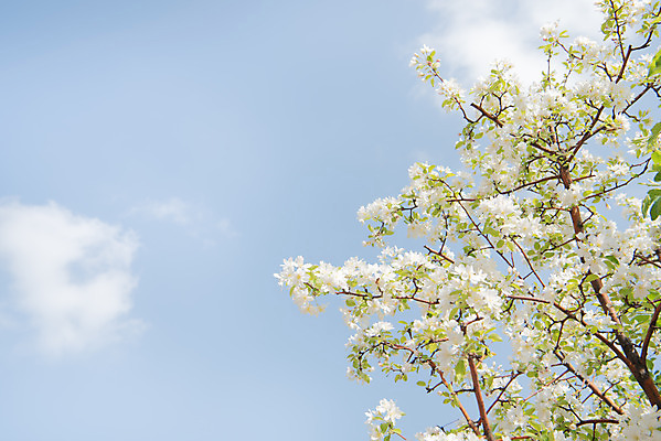 포토 JPG 주간 구름 꽃 자연 하늘 꽃나무 풍경 사람없음 야외 맑음 봄 나뭇가지 사과꽃 판교 국내포토 자연요소 나무 식물 계절 날씨 생태계 분당 파일형식