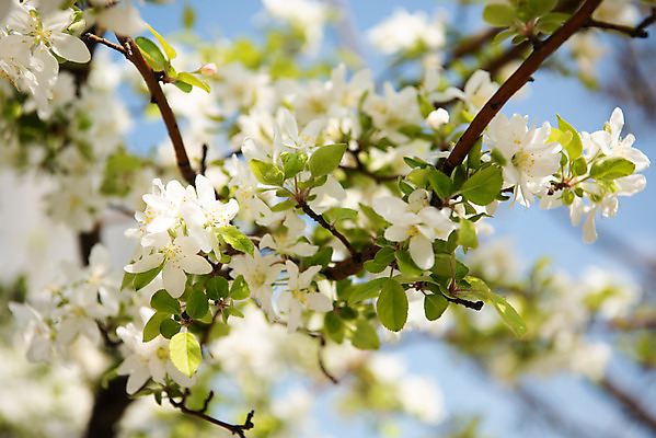 포토 JPG 주간 꽃 자연 하늘 꽃나무 풍경 사람없음 야외 아웃포커스 맑음 봄 나뭇가지 사과꽃 판교 국내포토 자연요소 나무 식물 계절 날씨 촬영기법 생태계 분당 파일형식