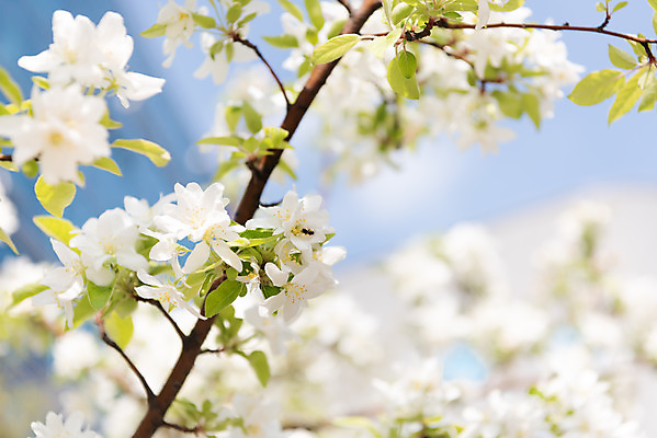 포토 JPG 주간 꽃 자연 하늘 꽃나무 풍경 사람없음 야외 아웃포커스 맑음 봄 나뭇가지 사과꽃 판교 국내포토 자연요소 나무 식물 계절 날씨 촬영기법 생태계 분당 파일형식