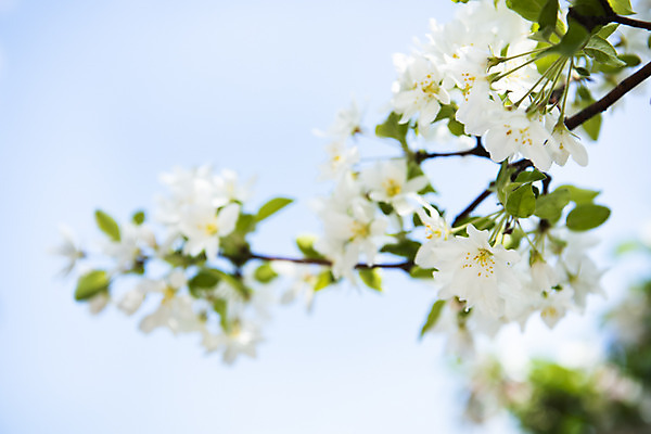 포토 JPG 주간 꽃 자연 하늘 꽃나무 풍경 사람없음 야외 아웃포커스 맑음 봄 나뭇가지 사과꽃 판교 국내포토 자연요소 나무 식물 계절 날씨 촬영기법 생태계 분당 파일형식
