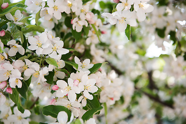 포토 JPG 주간 꽃 자연 하늘 꽃나무 풍경 사람없음 야외 아웃포커스 맑음 봄 나뭇가지 사과꽃 판교 국내포토 자연요소 나무 식물 계절 날씨 촬영기법 생태계 분당 파일형식