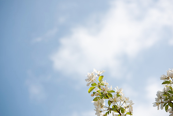 포토 JPG 주간 구름 꽃 자연 하늘 꽃나무 풍경 사람없음 야외 맑음 봄 나뭇가지 사과꽃 판교 국내포토 자연요소 나무 식물 계절 날씨 생태계 분당 파일형식