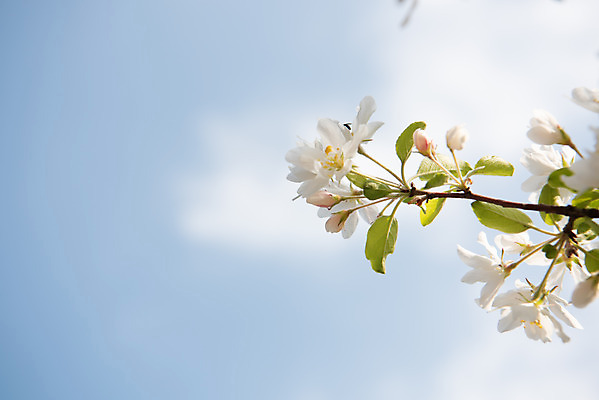 포토 JPG 주간 구름 꽃 자연 하늘 꽃나무 풍경 사람없음 야외 맑음 봄 나뭇가지 사과꽃 판교 국내포토 자연요소 나무 식물 계절 날씨 생태계 분당 파일형식