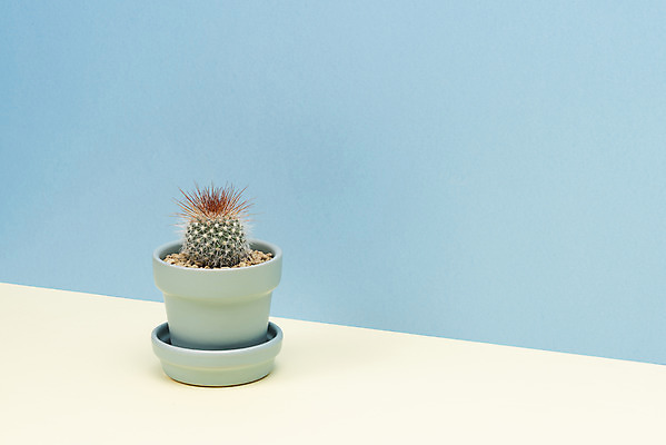 포토 JPG 스튜디오촬영 식물 화분 화초 자연 나뭇잎 선인장 실내 취미 사람없음 한개 오브젝트 원예 파란배경 다육식물 성성환 국내포토 1 백그라운드 잎 내부 파란색 생태계 파일형식