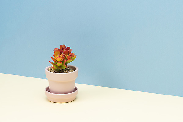 포토 JPG 스튜디오촬영 식물 화분 화초 자연 나뭇잎 선인장 실내 취미 사람없음 한개 오브젝트 원예 파란배경 다육식물 미니염좌 국내포토 1 백그라운드 잎 내부 파란색 생태계 파일형식