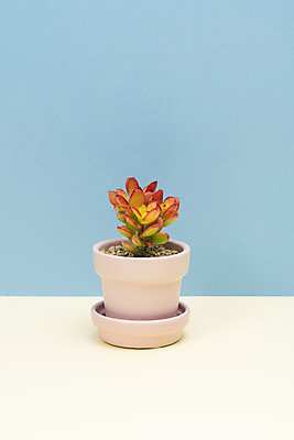 포토 JPG 스튜디오촬영 식물 화분 화초 자연 나뭇잎 선인장 실내 취미 사람없음 한개 오브젝트 원예 파란배경 다육식물 미니염좌 국내포토 1 백그라운드 잎 내부 파란색 생태계 파일형식