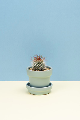 포토 JPG 스튜디오촬영 식물 화분 화초 자연 나뭇잎 선인장 실내 취미 사람없음 한개 오브젝트 원예 파란배경 다육식물 성성환 국내포토 1 백그라운드 잎 내부 파란색 생태계 파일형식