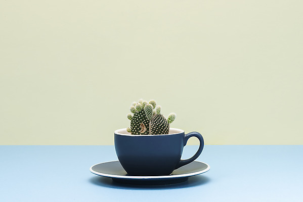 포토 JPG 스튜디오촬영 식물 화분 화초 자연 나뭇잎 선인장 실내 취미 사람없음 컬러풀 한개 커피잔 오브젝트 원예 다육식물 백도선 국내포토 1 커피 컬러 잎 잔 내부 생태계 파일형식