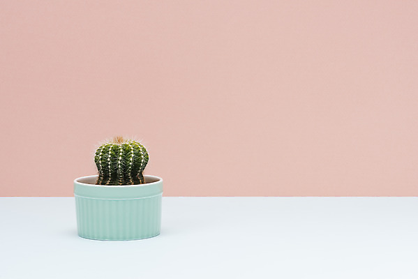 포토 JPG 스튜디오촬영 식물 화분 화초 자연 나뭇잎 선인장 실내 취미 사람없음 컬러풀 한개 오브젝트 원예 금호선인장 다육식물 국내포토 1 컬러 잎 내부 생태계 파일형식