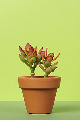 포토 JPG 스튜디오촬영 식물 화분 화초 자연 나뭇잎 선인장 실내 취미 사람없음 초록색 한개 오브젝트 원예 녹색배경 다육식물 미니염좌 국내포토 1 컬러 백그라운드 잎 내부 생태계 파일형식