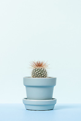 포토 JPG 스튜디오촬영 식물 화분 화초 자연 나뭇잎 선인장 실내 취미 사람없음 파란색 한개 오브젝트 원예 다육식물 성성환 국내포토 1 컬러 잎 내부 생태계 파일형식