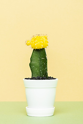 포토 JPG 스튜디오촬영 식물 화분 화초 선인장 실내 취미 사람없음 컬러풀 한개 노란색 오브젝트 원예 다육식물 비모란 국내포토 1 컬러 내부 파일형식