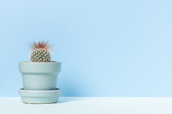 포토 JPG 스튜디오촬영 식물 화분 화초 자연 나뭇잎 선인장 실내 취미 사람없음 파란색 한개 오브젝트 원예 다육식물 성성환 국내포토 1 컬러 잎 내부 생태계 파일형식