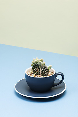 포토 JPG 스튜디오촬영 식물 화초 자연 나뭇잎 선인장 실내 취미 사람없음 파란색 컬러풀 한개 커피잔 오브젝트 원예 다육식물 백도선 국내포토 1 커피 컬러 잎 잔 내부 생태계 파일형식