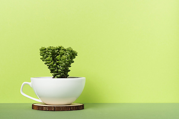 포토 JPG 스튜디오촬영 식물 화분 화초 자연 나뭇잎 실내 취미 사람없음 초록색 한개 커피잔 오브젝트 원예 녹색배경 다육식물 희성 국내포토 1 커피 컬러 백그라운드 잎 잔 내부 생태계 파일형식