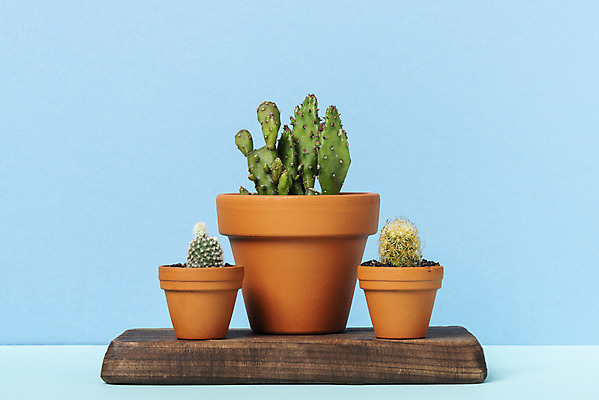 포토 JPG 스튜디오촬영 식물 화초 자연 나뭇잎 선인장 실내 취미 사람없음 파란색 컬러풀 세개 오브젝트 원예 백도선 군선 황금사 국내포토 컬러 잎 3 내부 생태계 파일형식