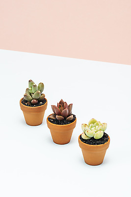 포토 JPG 스튜디오촬영 식물 화분 화초 자연 나뭇잎 선인장 실내 취미 사람없음 컬러풀 세개 오브젝트 원예 다육식물 천대전송 루비도나 라울 국내포토 컬러 잎 3 내부 생태계 파일형식