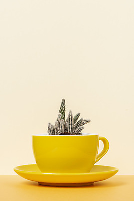 포토 JPG 스튜디오촬영 식물 화분 화초 자연 나뭇잎 선인장 실내 취미 사람없음 한개 노란색 커피잔 오브젝트 원예 다육식물 백단 국내포토 1 커피 컬러 잎 잔 내부 생태계 파일형식