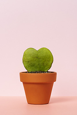 포토 JPG 스튜디오촬영 식물 화분 화초 자연 나뭇잎 선인장 실내 취미 사람없음 한개 오브젝트 원예 다육식물 하트호야 분홍색배경 국내포토 1 분홍색 백그라운드 잎 내부 생태계 파일형식