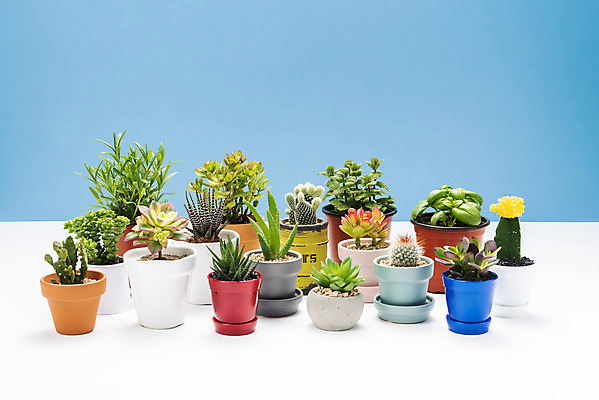 포토 JPG 스튜디오촬영 식물 화분 화초 자연 나뭇잎 선인장 실내 취미 사람없음 컬러풀 여러개 민트 오브젝트 원예 바질 로즈메리 까라솔 다육식물 백도선 알로에 성성환 미니염좌 비모란 희성 군선 국내포토 컬러 다수 잎 내부 허브 생태계 파일형식