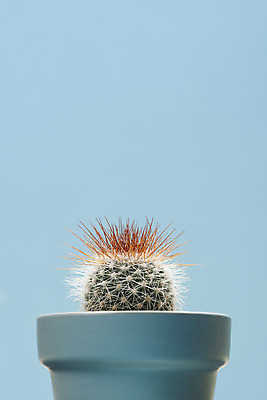 포토 JPG 스튜디오촬영 식물 화분 화초 자연 나뭇잎 선인장 실내 근접촬영 취미 사람없음 파란색 한개 오브젝트 원예 다육식물 성성환 국내포토 1 뷰포인트 컬러 잎 내부 생태계 파일형식