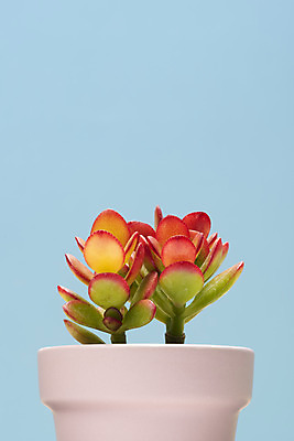 포토 JPG 스튜디오촬영 식물 화분 화초 자연 나뭇잎 선인장 실내 근접촬영 취미 사람없음 한개 오브젝트 원예 파란배경 다육식물 미니염좌 국내포토 1 뷰포인트 백그라운드 잎 내부 파란색 생태계 파일형식