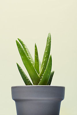 포토 JPG 스튜디오촬영 식물 화분 화초 자연 나뭇잎 실내 근접촬영 취미 사람없음 한개 오브젝트 원예 노란배경 다육식물 미니 알로에 국내포토 1 뷰포인트 백그라운드 잎 내부 노란색 생태계 파일형식