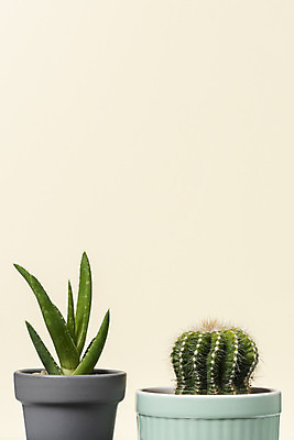 포토 JPG 스튜디오촬영 식물 화분 화초 자연 나뭇잎 실내 근접촬영 사람없음 오브젝트 원예 금호선인장 노란배경 다육식물 미니 알로에 국내포토 뷰포인트 백그라운드 잎 선인장 취미 내부 노란색 생태계 파일형식