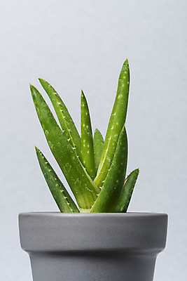 포토 JPG 스튜디오촬영 식물 화분 화초 자연 회색배경 나뭇잎 실내 근접촬영 취미 사람없음 한개 오브젝트 원예 다육식물 미니 알로에 국내포토 1 뷰포인트 백그라운드 잎 내부 회색 생태계 파일형식
