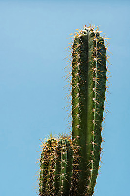 포토 JPG 스튜디오촬영 식물 화분 화초 자연 나뭇잎 선인장 실내 근접촬영 취미 사람없음 오브젝트 원예 파란배경 다육식물 금천각 국내포토 뷰포인트 백그라운드 잎 내부 파란색 생태계 파일형식