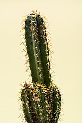 포토 JPG 스튜디오촬영 식물 화분 화초 자연 나뭇잎 선인장 실내 근접촬영 취미 사람없음 컬러풀 오브젝트 원예 노란배경 다육식물 금천각 국내포토 뷰포인트 컬러 백그라운드 잎 내부 노란색 생태계 파일형식