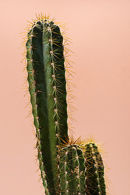 포토 JPG 스튜디오촬영 식물 화분 화초 자연 나뭇잎 선인장 실내 근접촬영 취미 사람없음 컬러풀 오브젝트 원예 다육식물 분홍색배경 금천각 국내포토 뷰포인트 분홍색 컬러 백그라운드 잎 내부 생태계 파일형식