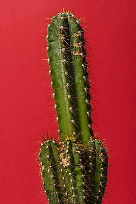 포토 JPG 스튜디오촬영 식물 화분 화초 자연 나뭇잎 선인장 실내 근접촬영 취미 사람없음 컬러풀 오브젝트 원예 다육식물 빨간배경 금천각 국내포토 뷰포인트 컬러 백그라운드 잎 내부 빨간색 생태계 파일형식