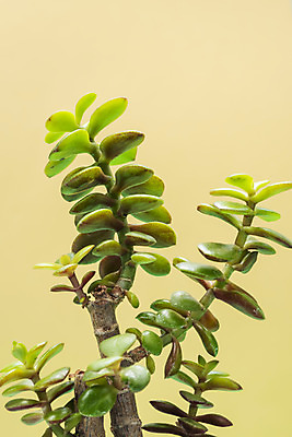 포토 JPG 스튜디오촬영 식물 화분 화초 자연 나뭇잎 실내 근접촬영 취미 사람없음 초록색 오브젝트 원예 노란배경 다육식물 염좌 국내포토 뷰포인트 컬러 백그라운드 잎 내부 노란색 생태계 파일형식