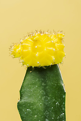 포토 JPG 스튜디오촬영 식물 화분 화초 자연 나뭇잎 선인장 실내 근접촬영 취미 사람없음 컬러풀 한개 오브젝트 원예 노란배경 다육식물 비모란 국내포토 1 뷰포인트 컬러 백그라운드 잎 내부 노란색 생태계 파일형식