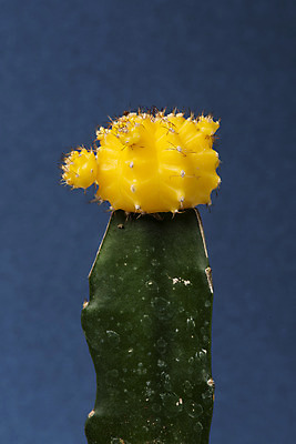 포토 JPG 스튜디오촬영 식물 화분 화초 자연 나뭇잎 선인장 실내 근접촬영 취미 사람없음 한개 오브젝트 원예 파란배경 다육식물 비모란 국내포토 1 뷰포인트 백그라운드 잎 내부 파란색 생태계 파일형식