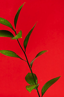 포토 JPG 스튜디오촬영 식물 화분 화초 자연 나뭇잎 실내 근접촬영 취미 사람없음 오브젝트 원예 다육식물 빨간배경 루스커스 국내포토 뷰포인트 백그라운드 잎 내부 빨간색 생태계 파일형식