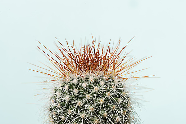 포토 JPG 스튜디오촬영 식물 화분 화초 자연 나뭇잎 선인장 실내 근접촬영 취미 사람없음 오브젝트 원예 파란배경 다육식물 성성환 국내포토 뷰포인트 백그라운드 잎 내부 파란색 생태계 파일형식