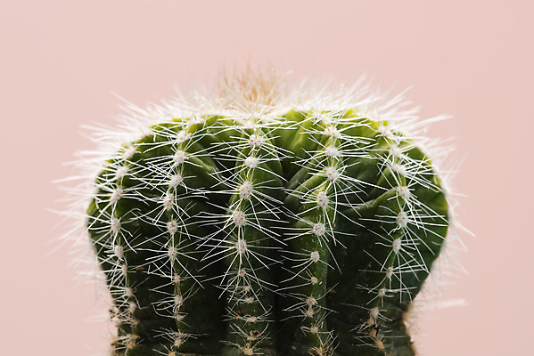 포토 JPG 스튜디오촬영 식물 화분 화초 나뭇잎 실내 근접촬영 취미 사람없음 컬러풀 오브젝트 원예 금호선인장 다육식물 분홍색배경 국내포토 뷰포인트 분홍색 컬러 백그라운드 잎 선인장 내부 파일형식