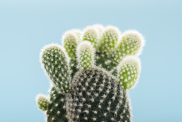 포토 JPG 스튜디오촬영 식물 화분 화초 자연 나뭇잎 선인장 실내 근접촬영 취미 사람없음 파란색 컬러풀 오브젝트 원예 다육식물 백도선 국내포토 뷰포인트 컬러 잎 내부 생태계 파일형식