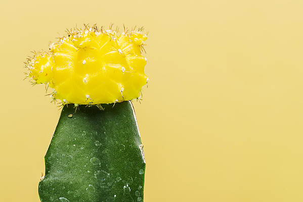 포토 JPG 스튜디오촬영 식물 화분 화초 자연 나뭇잎 선인장 실내 근접촬영 취미 사람없음 컬러풀 오브젝트 원예 노란배경 다육식물 비모란 국내포토 뷰포인트 컬러 백그라운드 잎 내부 노란색 생태계 파일형식