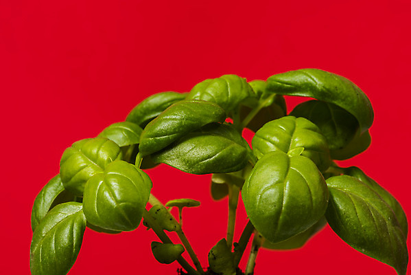 포토 JPG 스튜디오촬영 식물 화분 화초 자연 나뭇잎 실내 근접촬영 취미 사람없음 컬러풀 오브젝트 원예 바질 다육식물 빨간배경 국내포토 뷰포인트 컬러 백그라운드 잎 내부 빨간색 생태계 파일형식