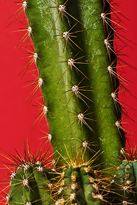 포토 JPG 스튜디오촬영 식물 화분 화초 자연 나뭇잎 선인장 실내 근접촬영 취미 사람없음 컬러풀 오브젝트 원예 다육식물 빨간배경 금천각 국내포토 뷰포인트 컬러 백그라운드 잎 내부 빨간색 생태계 파일형식