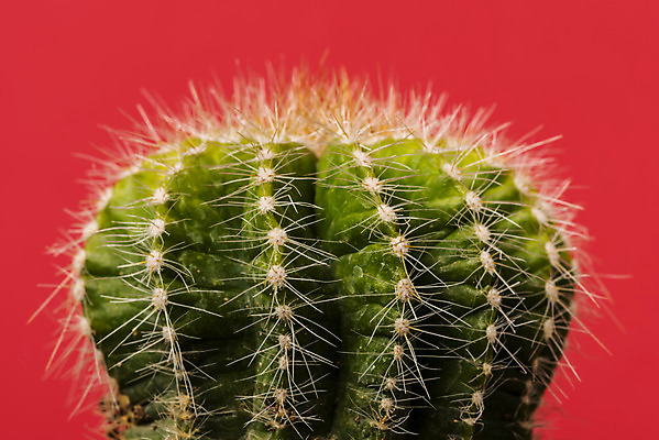 포토 JPG 스튜디오촬영 식물 화분 화초 자연 나뭇잎 실내 근접촬영 취미 사람없음 컬러풀 오브젝트 원예 금호선인장 다육식물 빨간배경 국내포토 뷰포인트 컬러 백그라운드 잎 선인장 내부 빨간색 생태계 파일형식